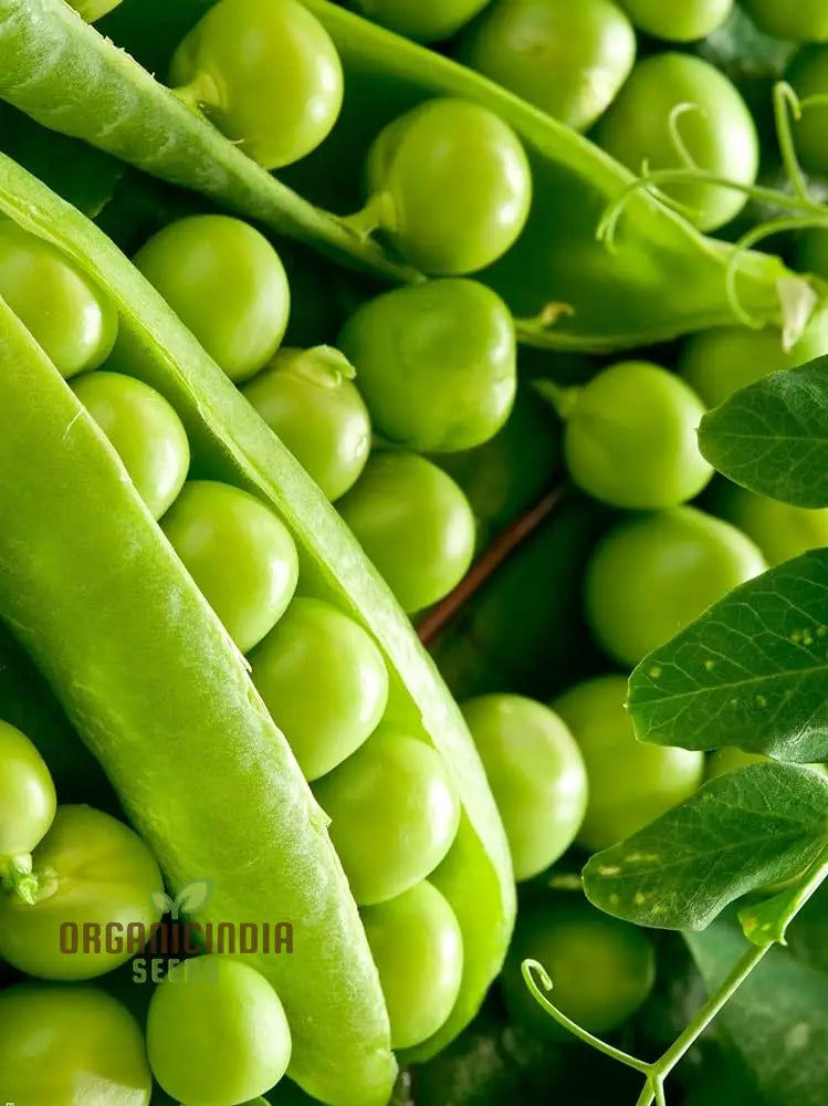 Mature Ambassador Pea Plants, Tender and Sweet Pods