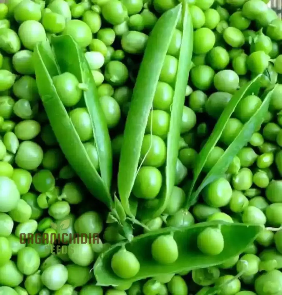 Ambassador Pea Seeds for Planting, Easy-to-Grow Garden Peas