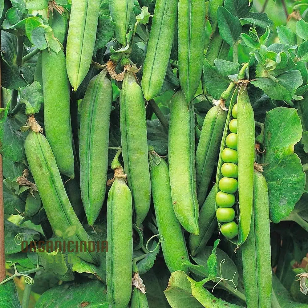 Climbing Pea Plant Growing on Trellis from Premium Seeds
