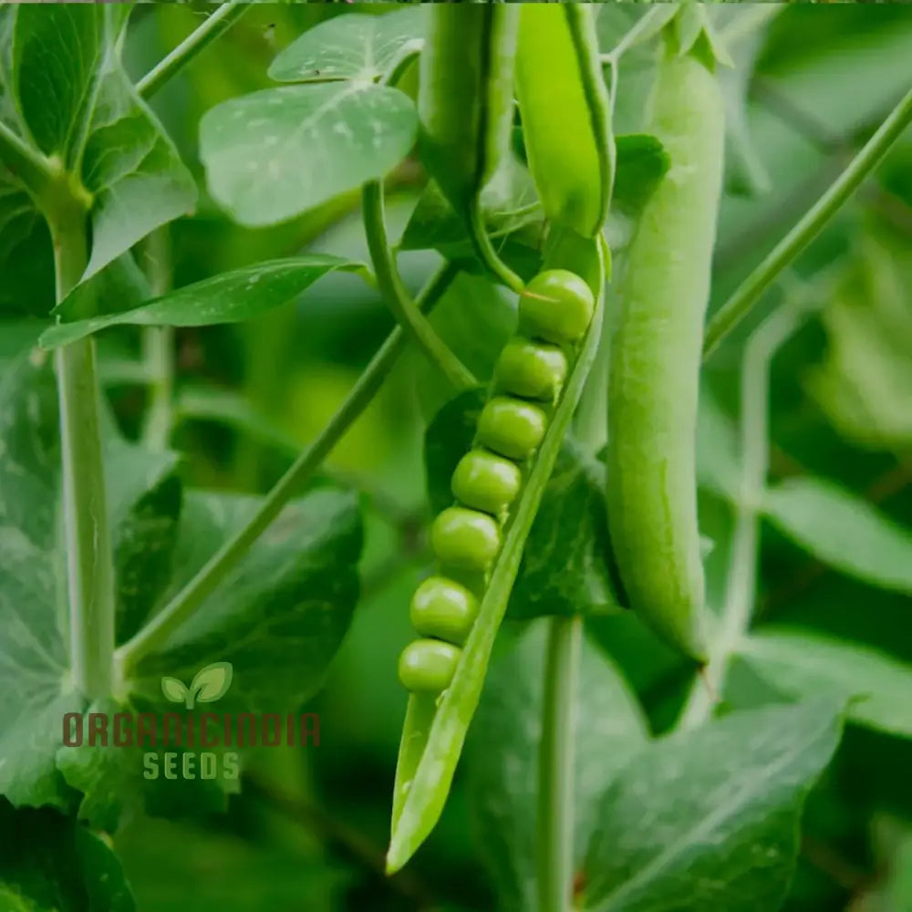 Mature Premium Pea Plant with Tender Pods from Seeds