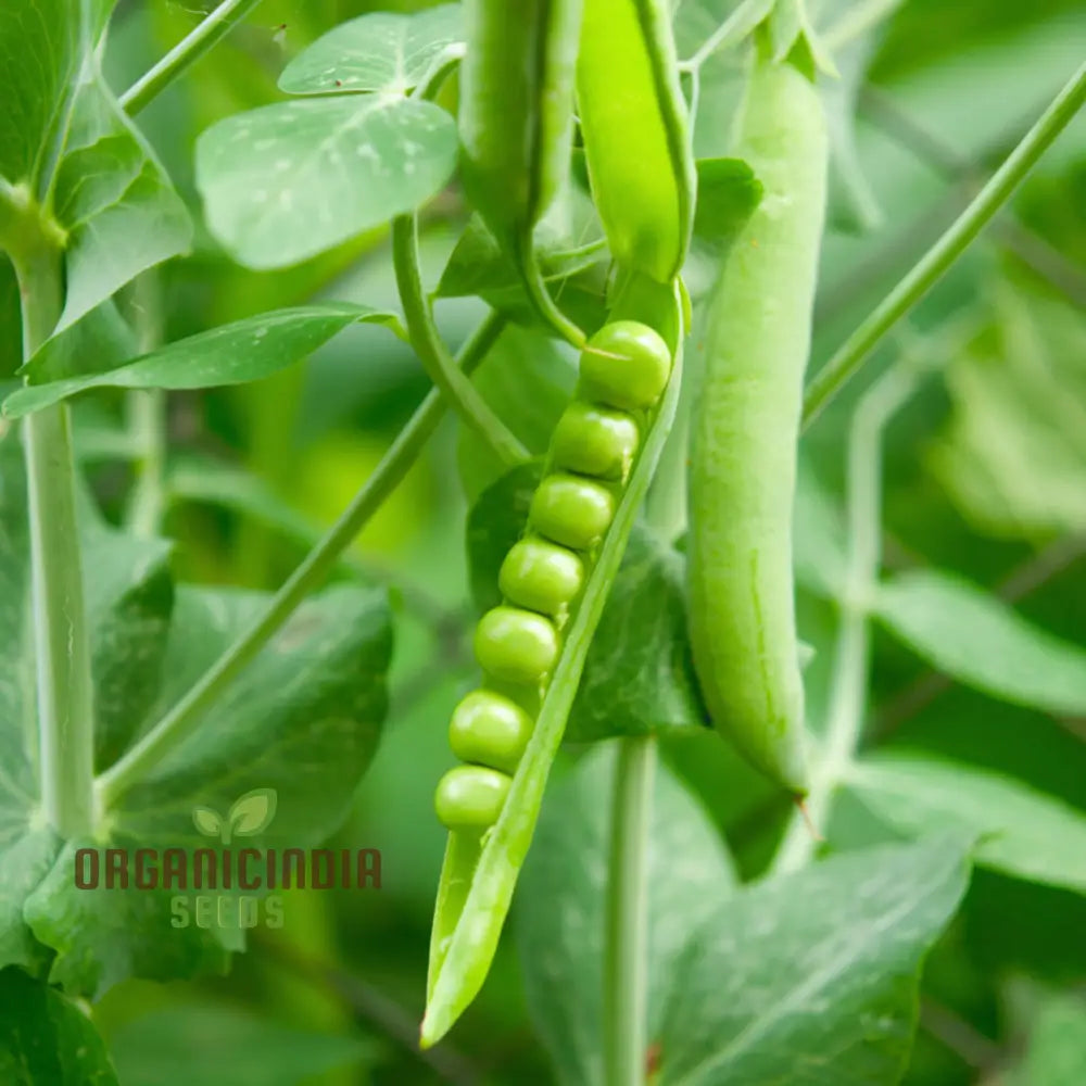 Pea Meteor Seeds Producing Early Sweet Pods