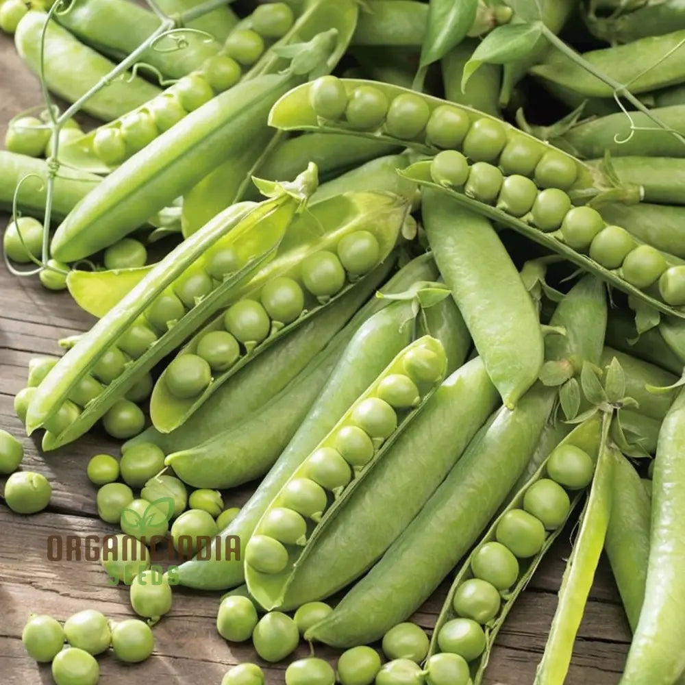 Fresh Sugarsnap Bon Pea Pods on Plant, Non-GMO Edible Pod Pea Seeds