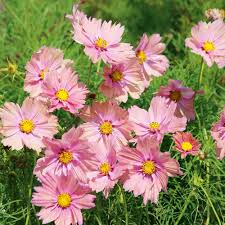 Cosmos Seeds Peach and Rose Colors for Easy Garden Planting