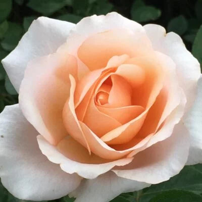 Peach Rose Flower Seeds with Soft Pastel Petals