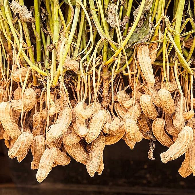 Freshly Harvested Virginia Jumbo Peanuts from Seeds, Nutritious Garden Crop