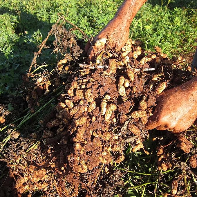 Close-Up of Virginia Jumbo Peanut Seeds, Non-GMO High-Quality Seeds