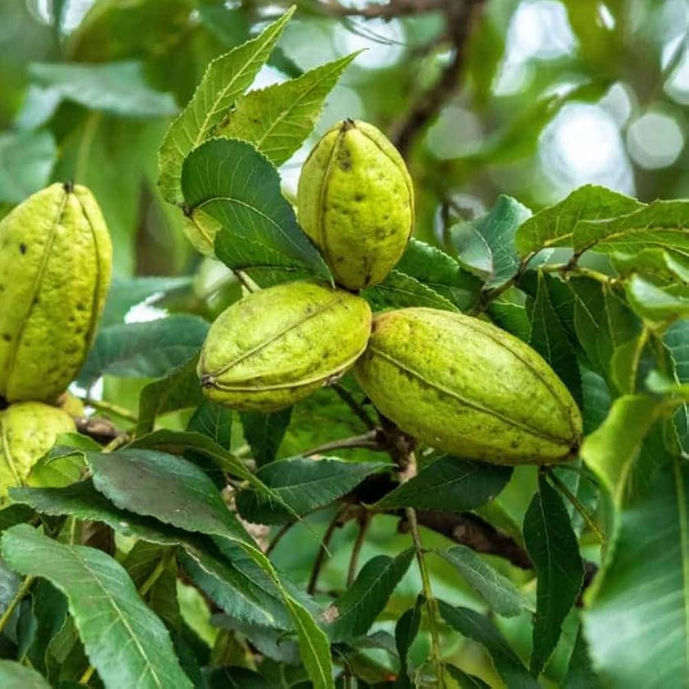 Pecan seedlings growing in fertile garden soil