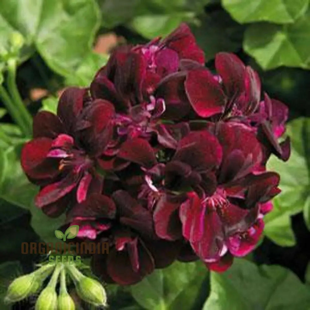 Dark Red Geranium Flowers in Garden Border