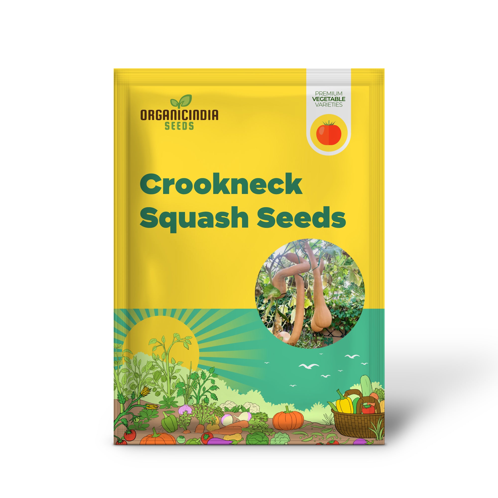 Pennsylvania Dutch Crookneck Squash Seedlings Growing from Seeds