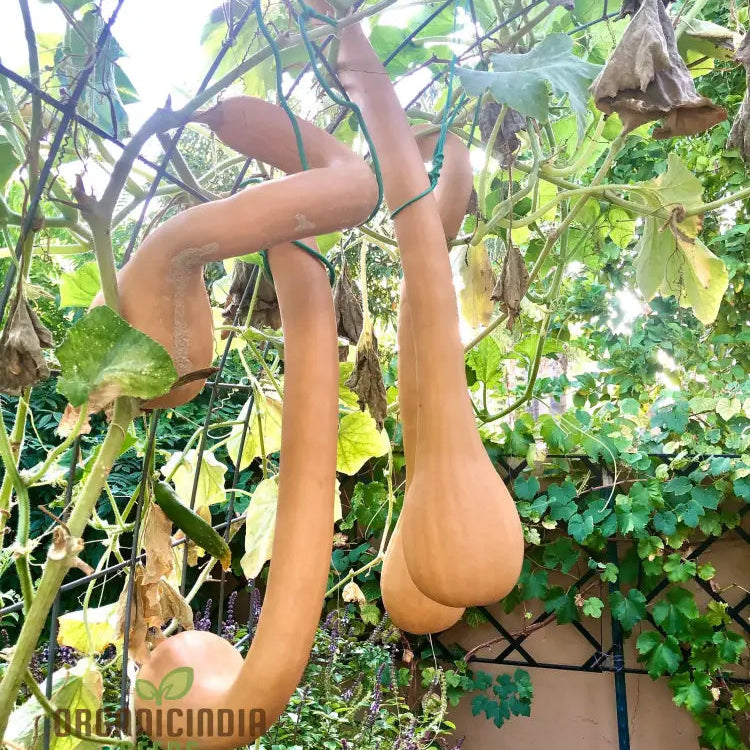 Pennsylvania Dutch Crookneck Squash Seeds for Planting, Heirloom Summer Squash Seeds