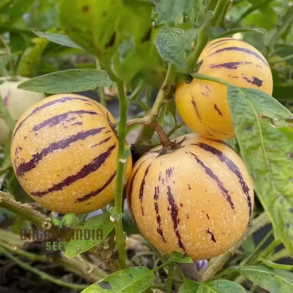 Pepino melon seeds for planting in home garden