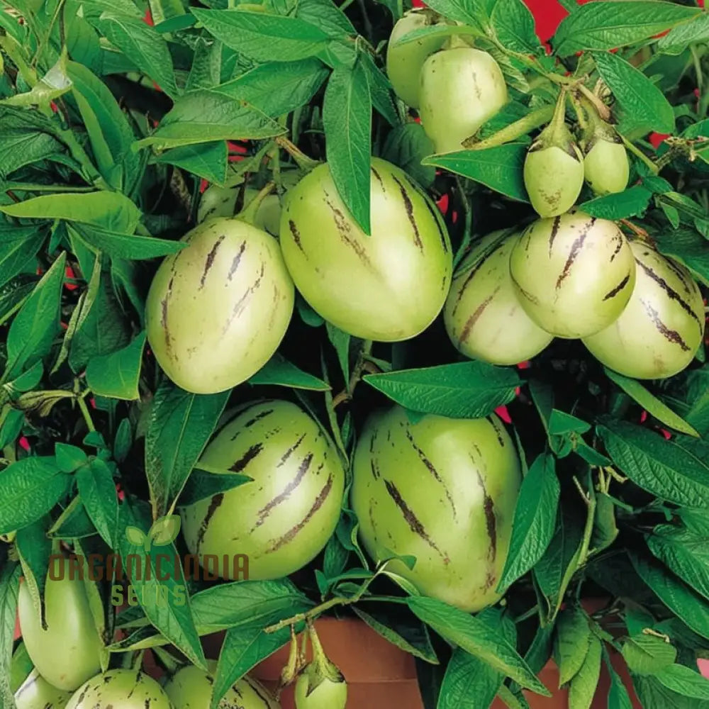 Pepion Solanum Muricate Melon Pear Fruit Seeds Grow Your Own Exotic Delicacy