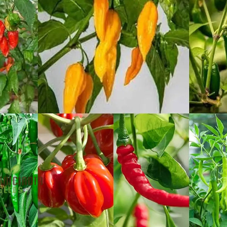 7 Variety Combo Pepper Seeds for Garden, High Yield Vegetable Seeds