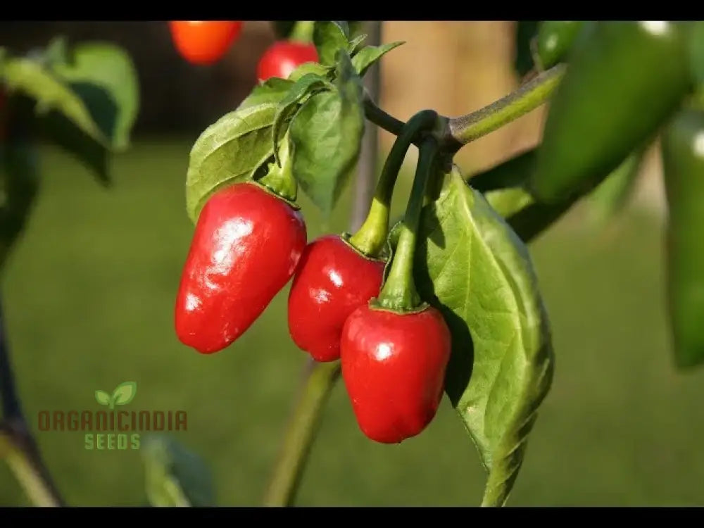 Harvested Akabare Khursani Peppers from Seeds, Fresh Garden Produce