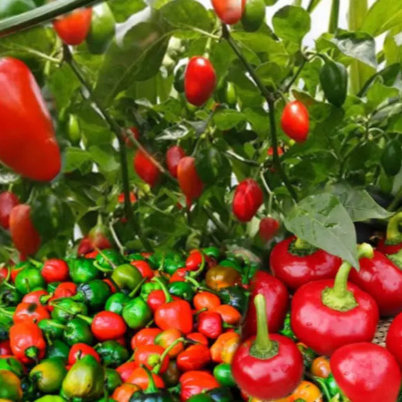 Mature Akabare Khursani Pepper Plants, Hot Red Fruits