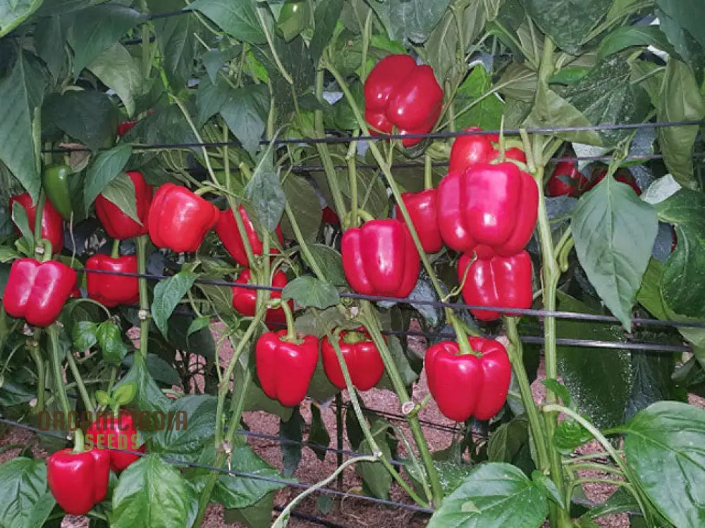 Mature Beauty Bell F1 Pepper Plants, Large, Sweet, and Vibrant Fruits
