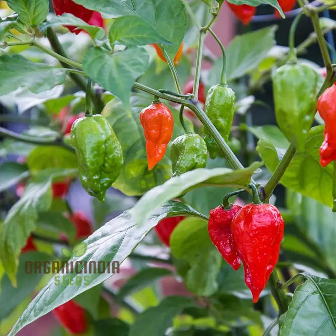Bhut Jolokia Pepper Seedlings Growing in Garden, Quick-Growing Seeds