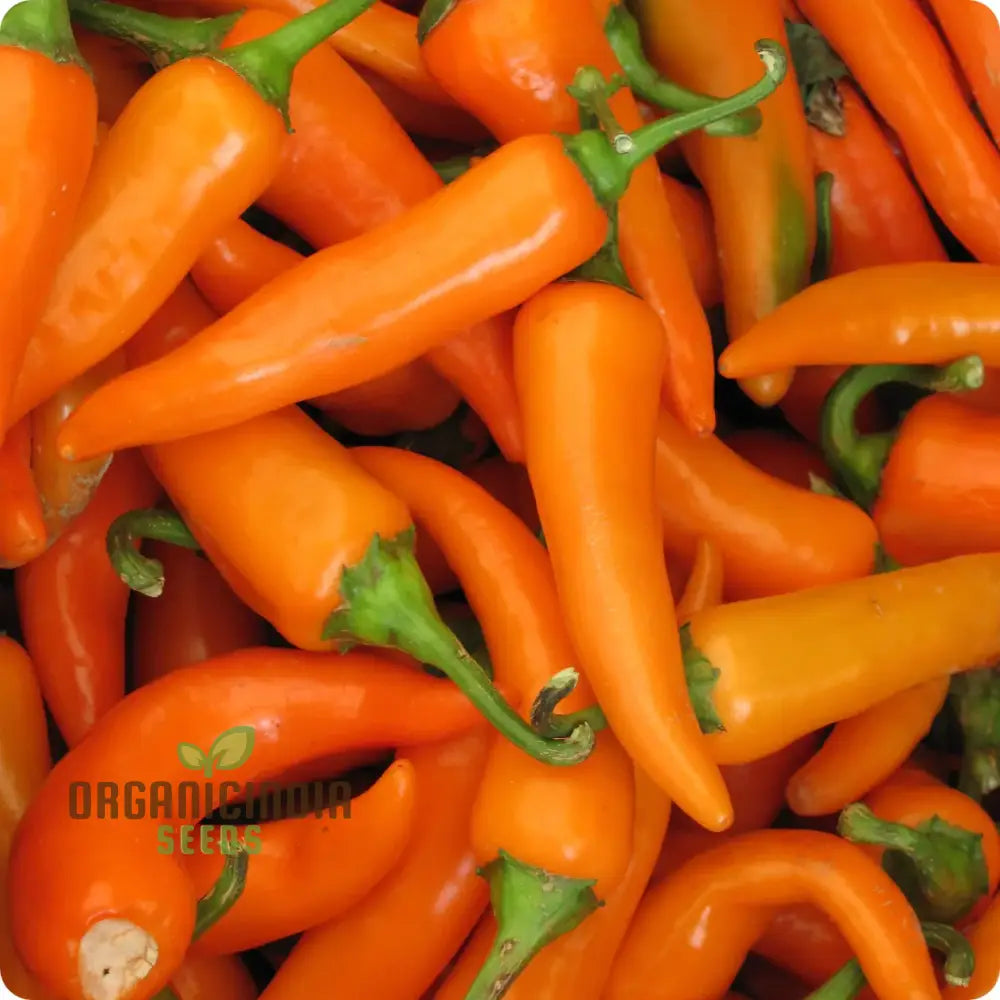 Bulgarian Carrot Pepper Seedlings Growing in Garden, Quick-Growing Seeds