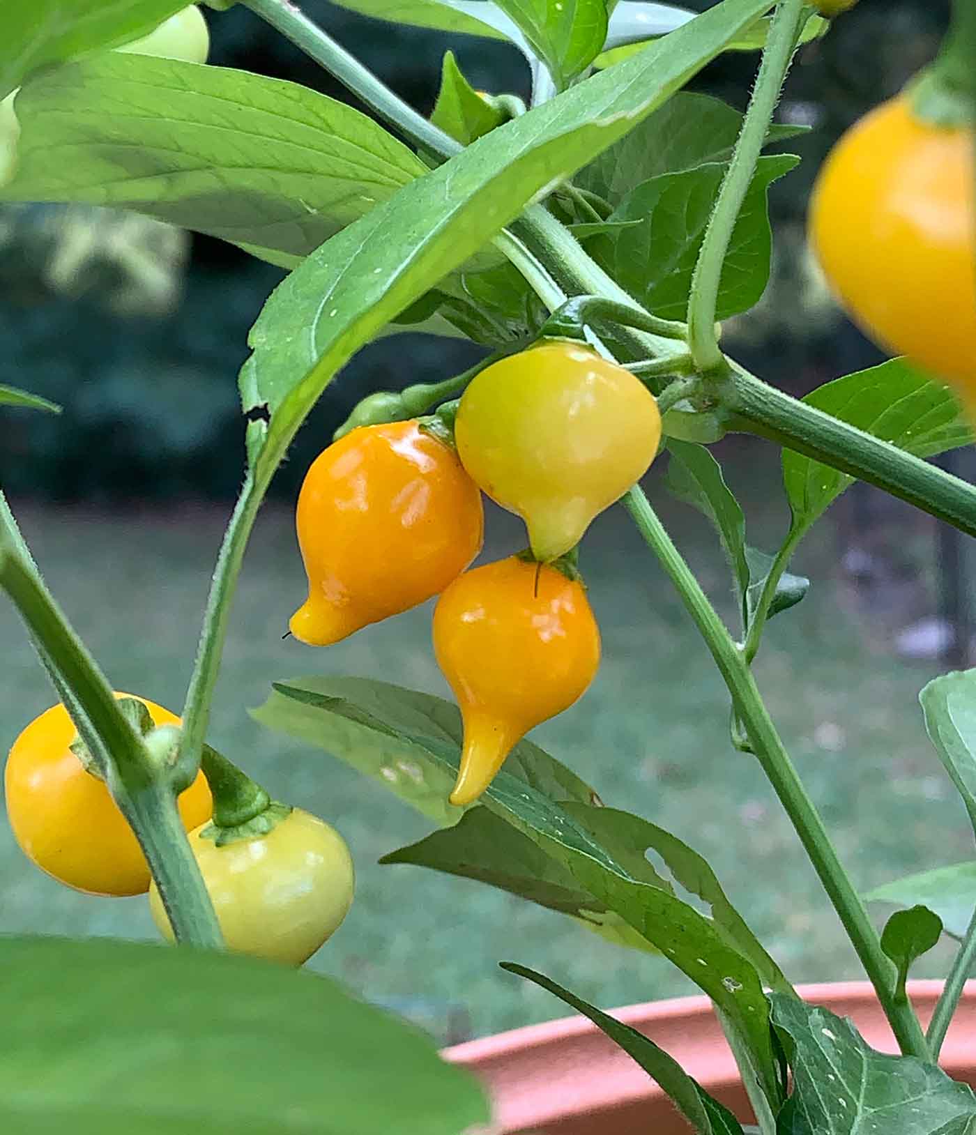Mature Button Yellow Pepper Plants, Vibrant and Flavorful Fruits