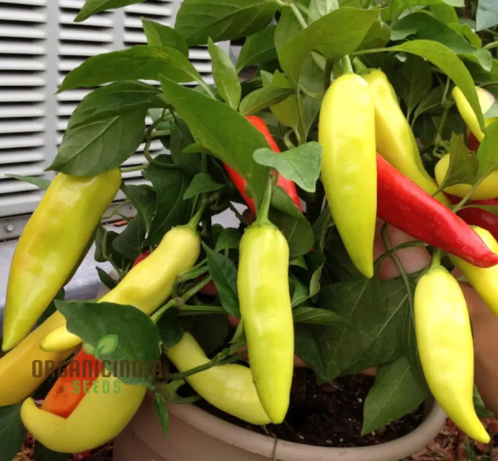 Harvested Caloro Peppers from Seeds, Fresh Garden Produce