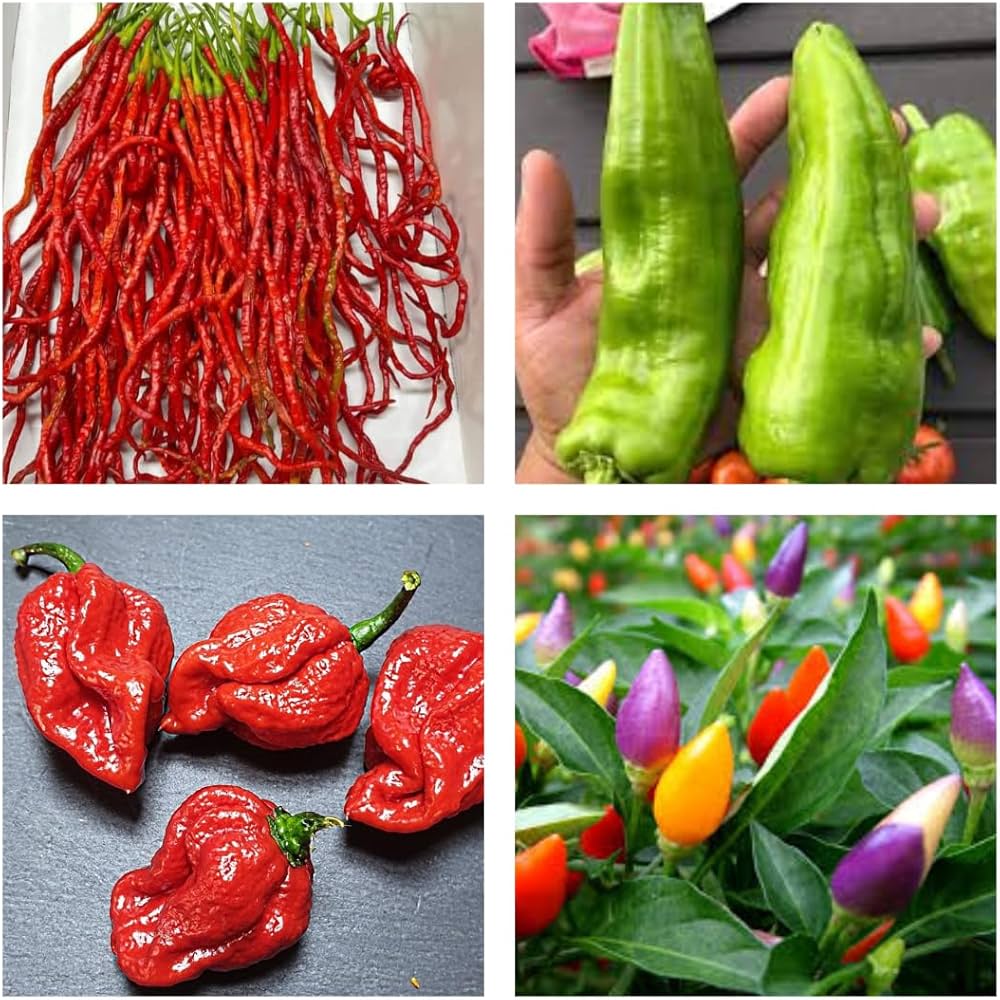 7 Variety Pepper Plants Growing in Containers from Seeds, Easy-to-Grow Garden Peppers