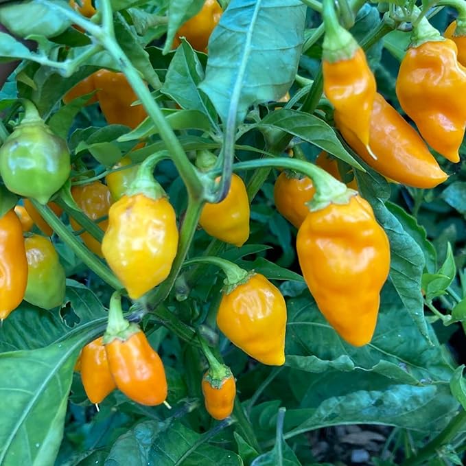 Datil Pepper Plant in Container from Seeds, Easy-to-Grow Home Garden Pepper
