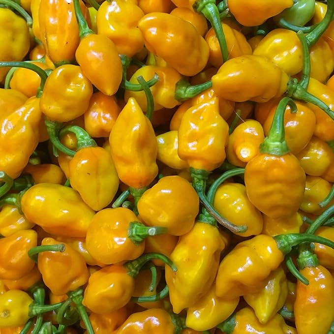 Datil Pepper Seeds for Home Garden, Easy-to-Grow Flavorful Pepper Seeds