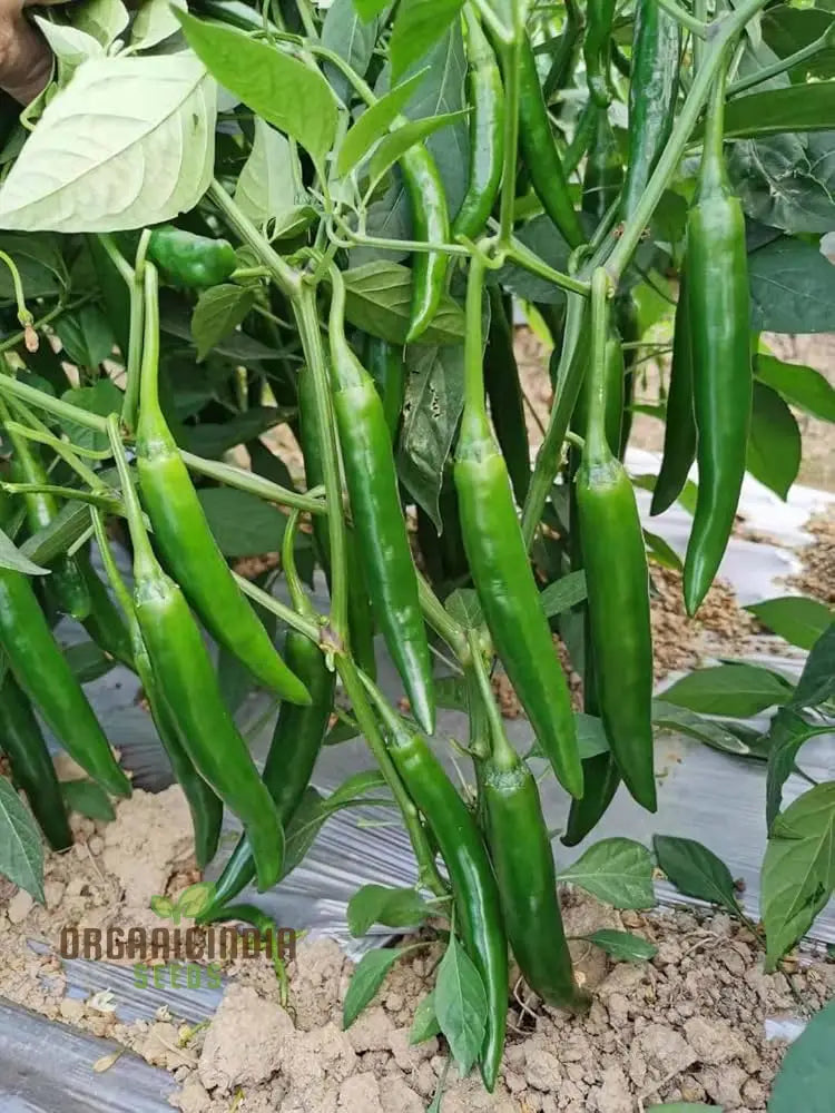 Fresh Mixed Peppers from Seeds, Colorful Homegrown Vegetable Garden