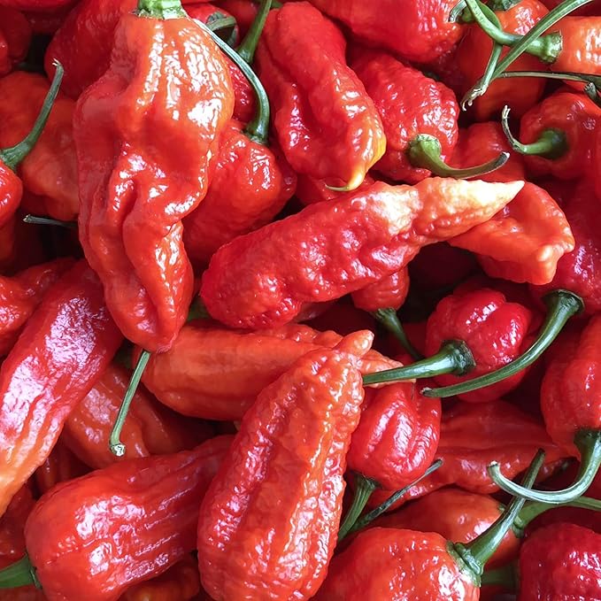 Harvested Ghost Peppers from Seeds, Extremely Hot and Flavorful Chili