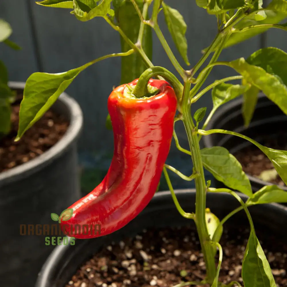 Mature Healthy Pepper Plants, Colorful and Flavorful Fruits