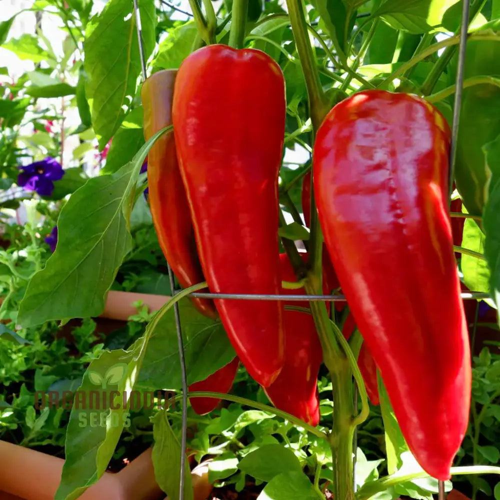 Healthy Pepper Seeds for Planting, Easy-to-Grow Garden Peppers