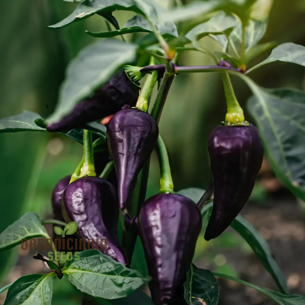 Jalapeno Purple Tiger Pepper Seeds for Garden, Easy-to-Grow Culinary Pepper Seeds