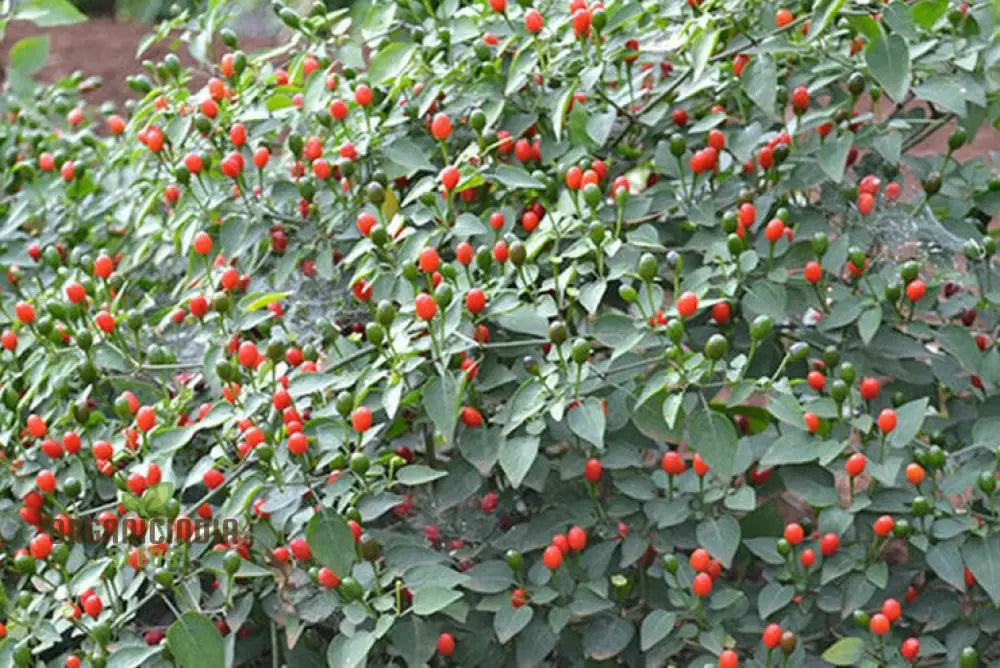 Ripe McMahon’s Texas Bird Peppers on Plant, Small and Spicy