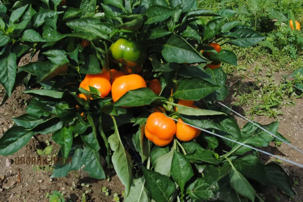 Harvested Mini Bell Orange Peppers from Seeds, Fresh Garden Produce