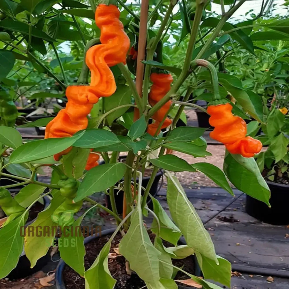Mature Orange Peter Pepper Plant from Seeds, Bushy and High-Yielding