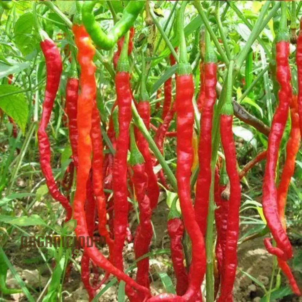 Slim Jim Pepper Seeds for Planting, Easy-to-Grow Garden Peppers