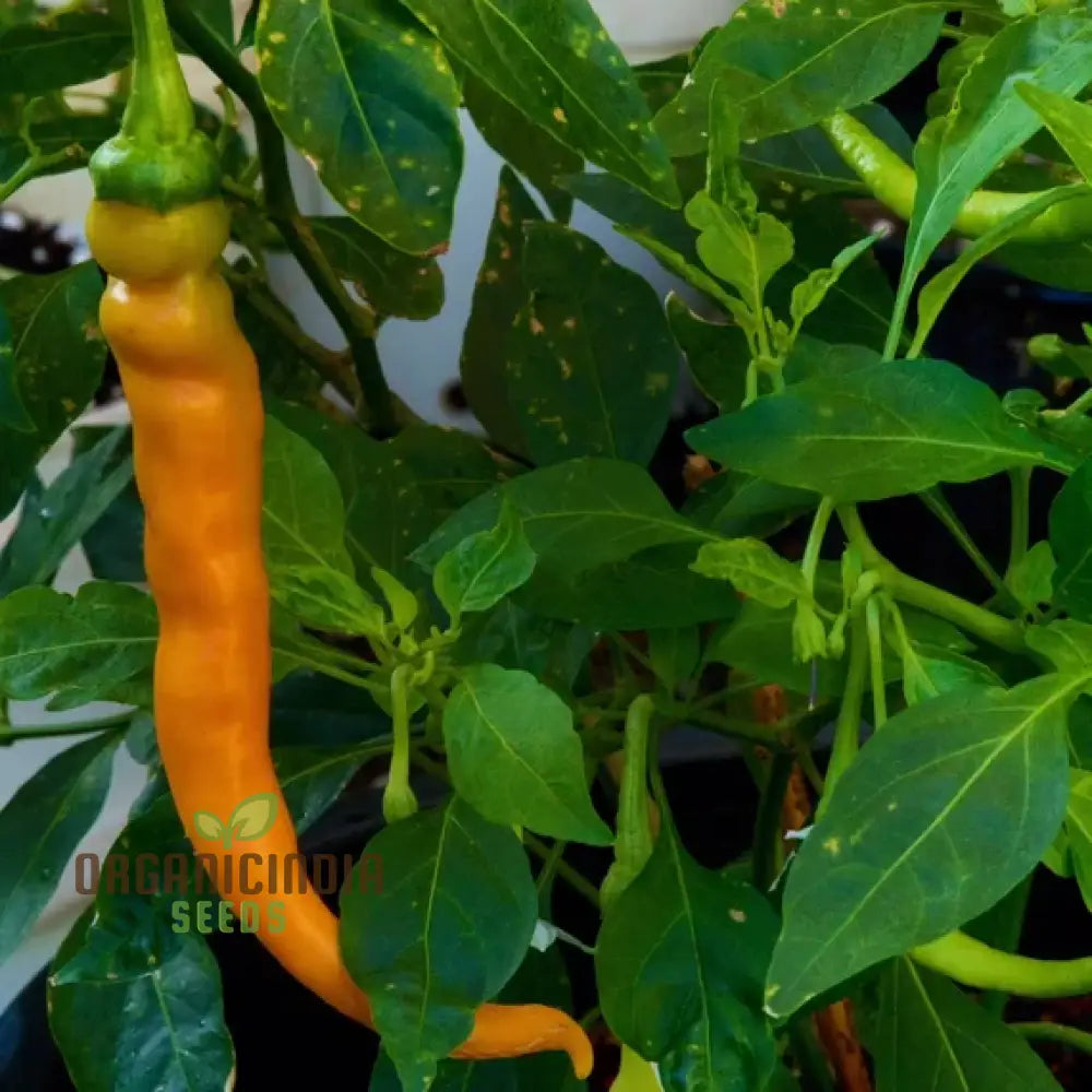 Solar Flare Pepper Seeds for Planting, Easy-to-Grow Organic Pepper Seeds