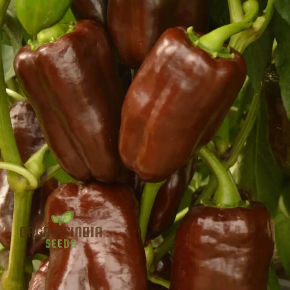 Harvested Sweetonia Chocolate Mini Peppers from Seeds, Sweet and Colorful