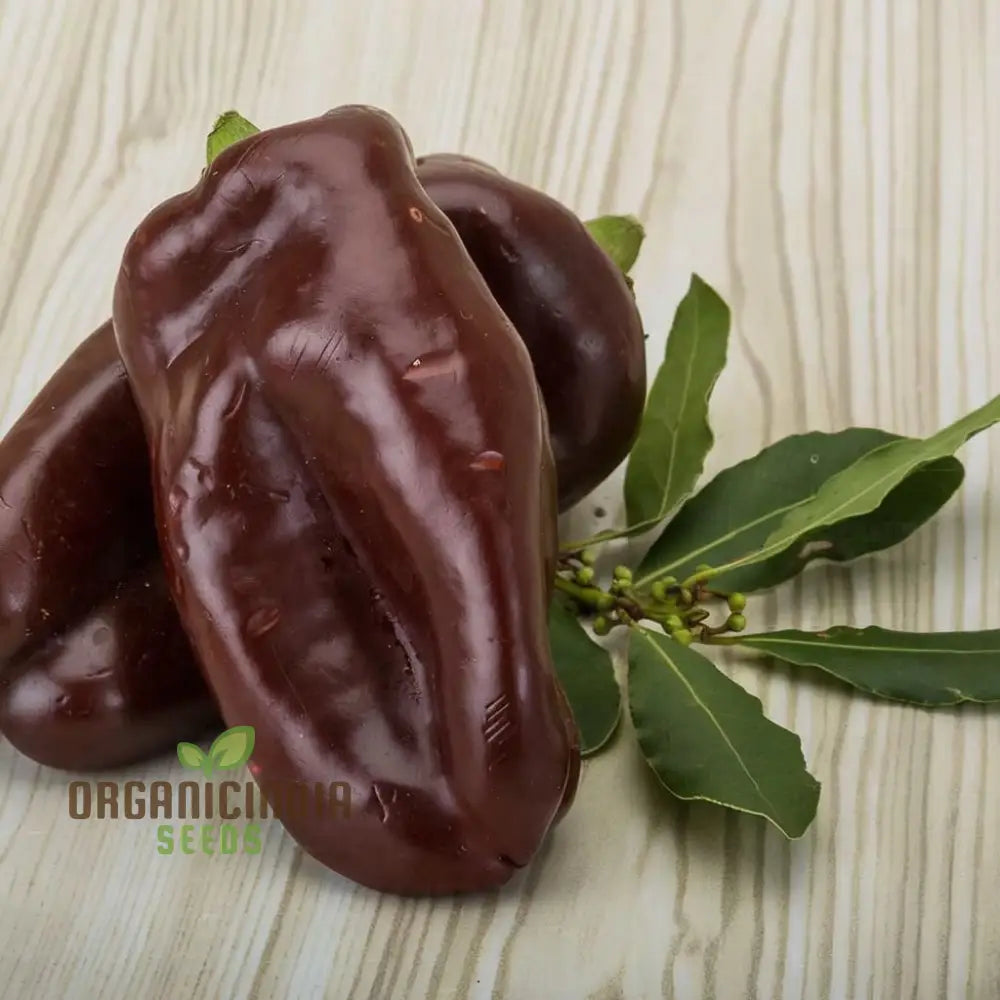 Mini Sweet Pepper Sweetonia Chocolate Seeds for Home Garden, Easy-to-Grow Pepper Seeds