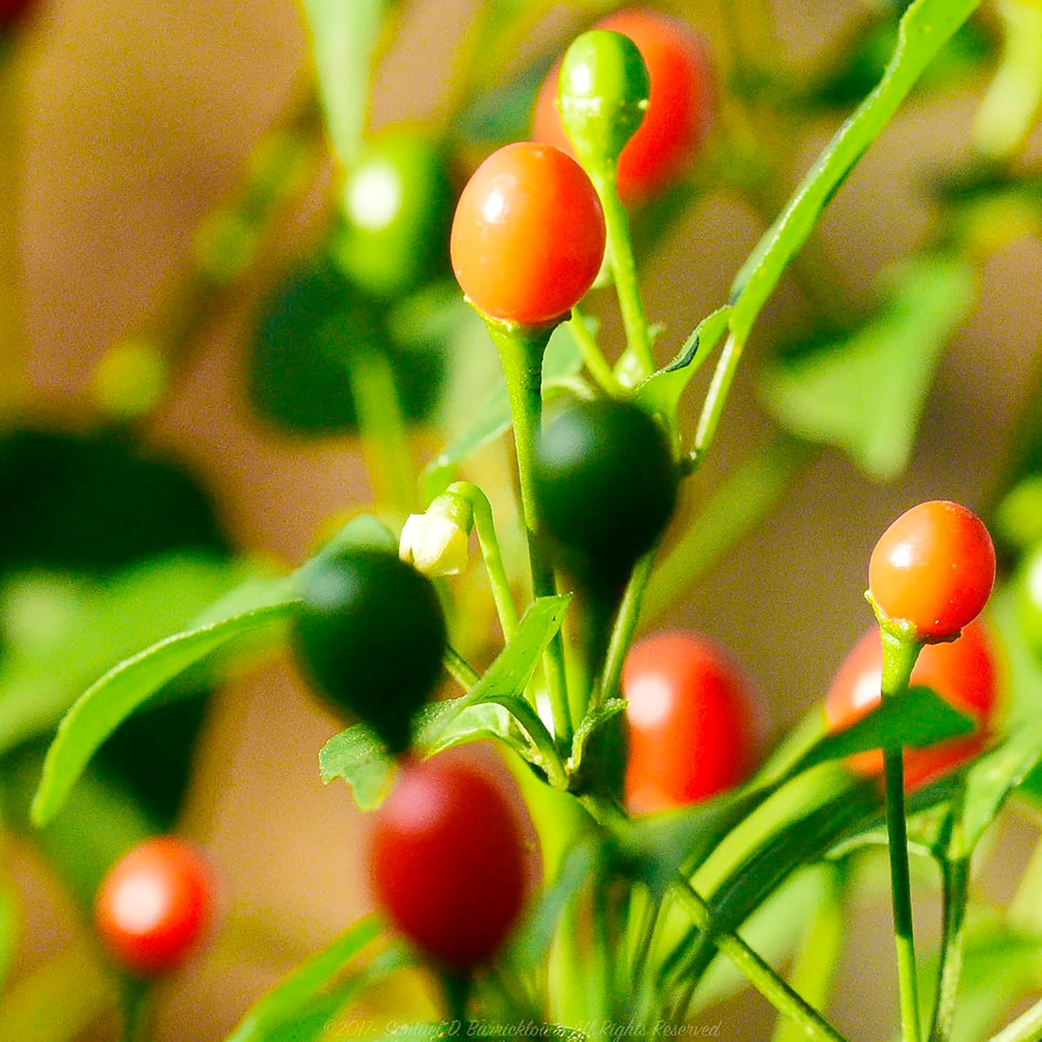Thai Bird's Eye Chili Plant in Container from Seeds, Easy-to-Grow Hot Chili