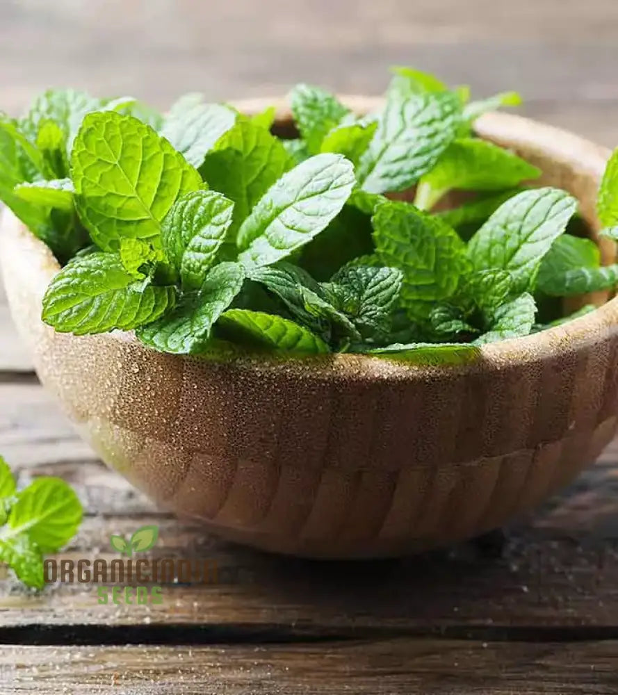 Home Garden Peppermint Seeds Producing Refreshing Mint