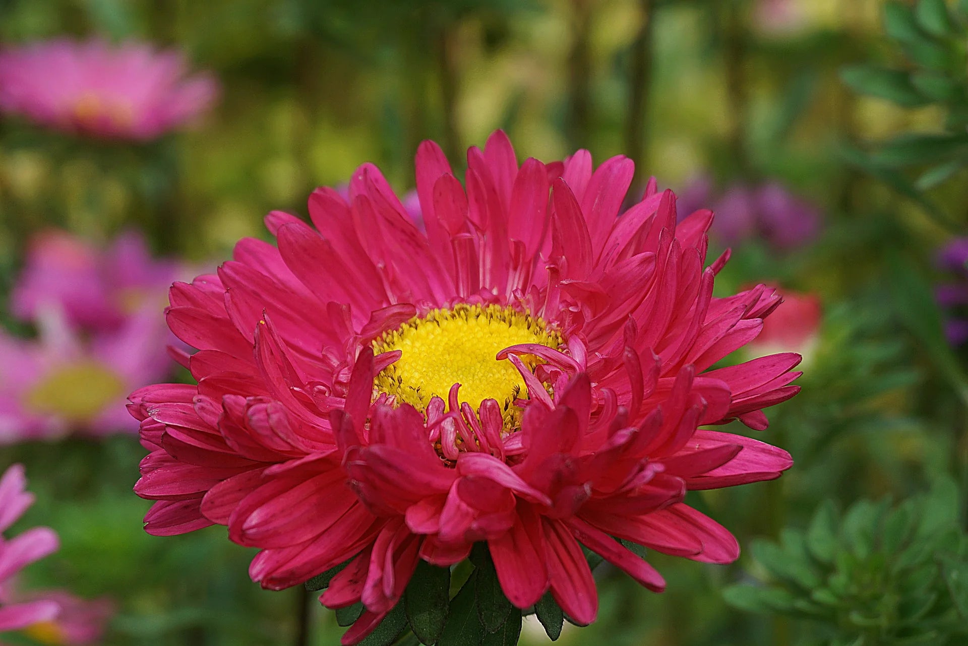Pink Aster Flower Seeds, Soft Rosy Blooms, Easy to Grow, Non-GMO
