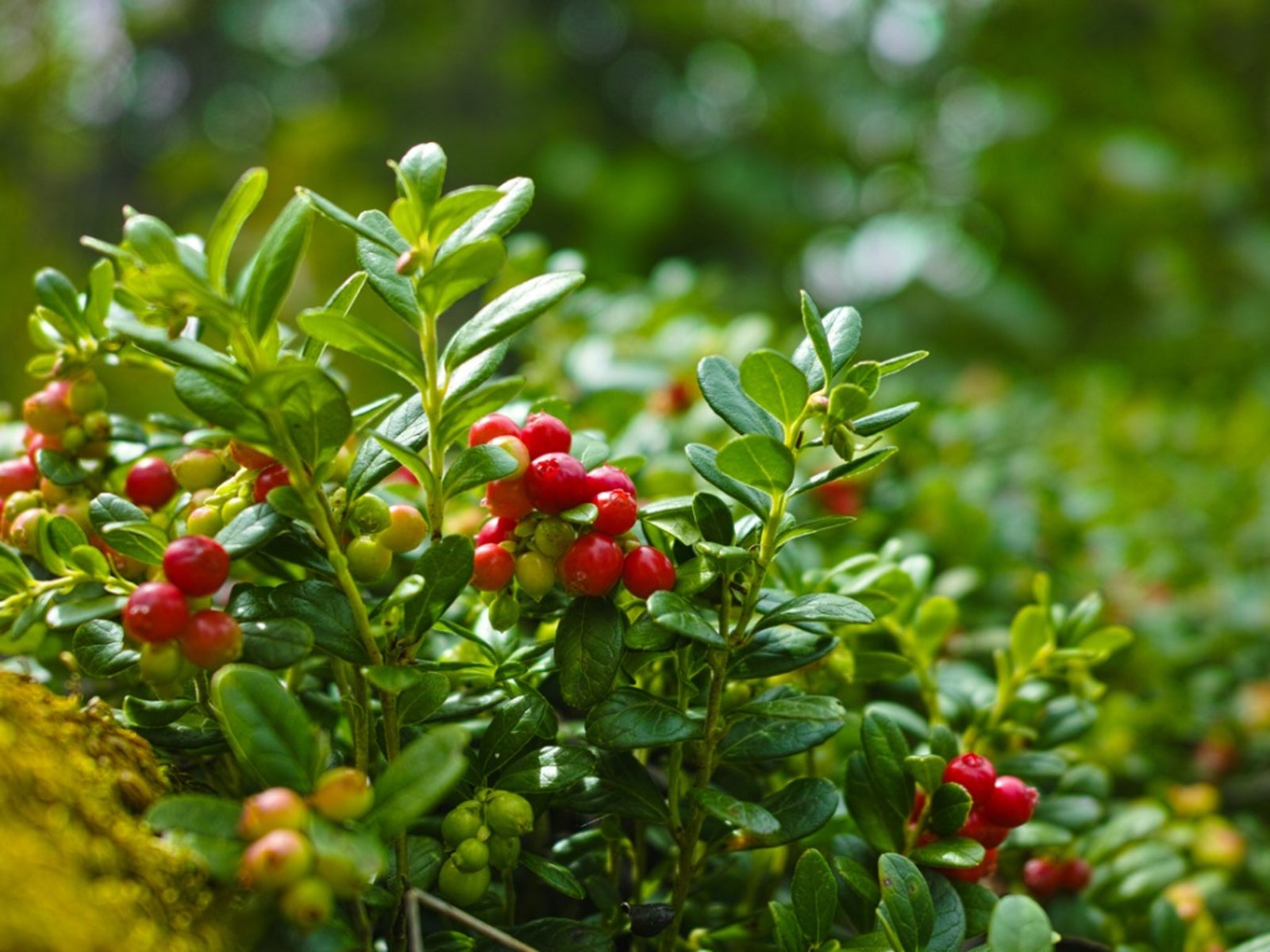 Perennial cranberry plant with ripe red berries