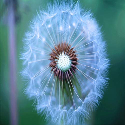 Perennial Dente Di Leone Seeds for Long-Lasting Garden Blooms