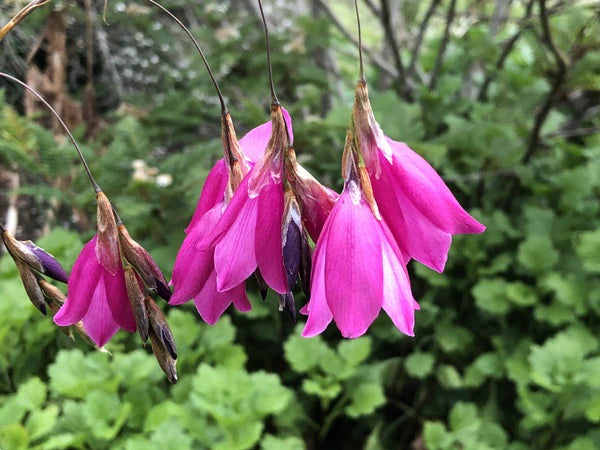 Perennial Dierama Flower Seeds for Ornamental Borders and Containers