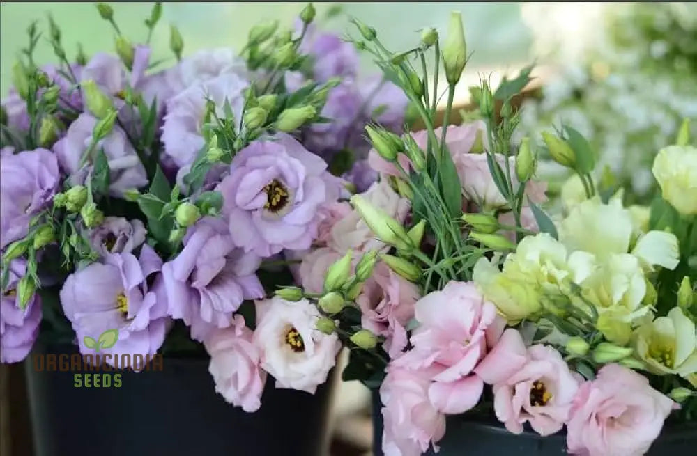 Perennial Eustoma flower seeds elegant long-lasting blooms