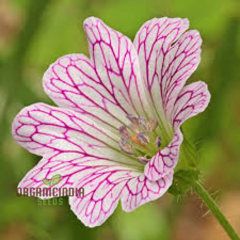 Perennial geranium seeds for borders and rock gardens