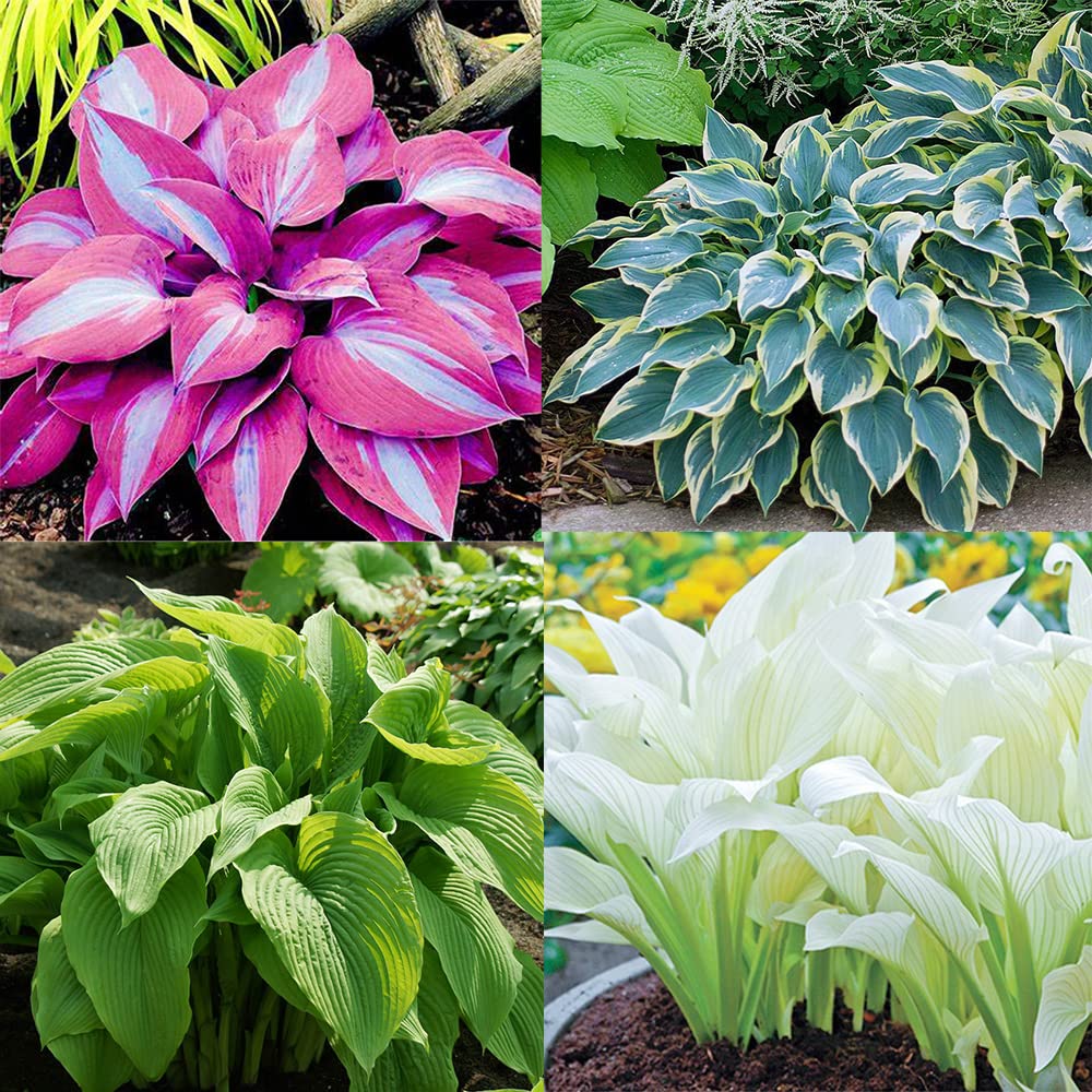 Mixed color Hosta seeds shade-loving perennial foliage