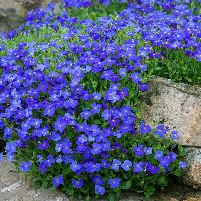 Perennial Rock Cress Seeds for Landscaping and Border Edges