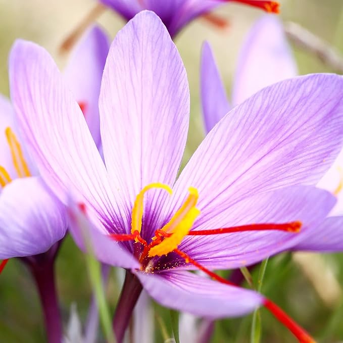 Perennial saffron bulbs with purple blooms